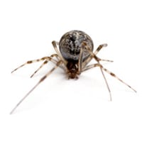 Spiders & their webs