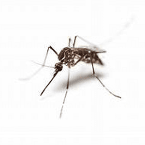 Mosquito_Edited2